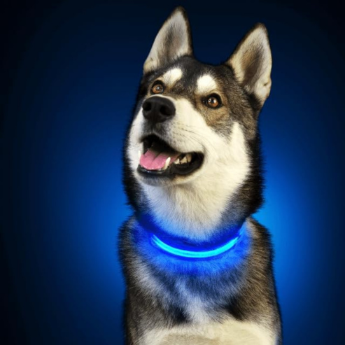 PARENCE - Collier Lumineux pour Chien Taille M, 3 Modes d'Eclairage/Collier LED pour Animaux avec Boucle d'attache et Fermeture à Clipser